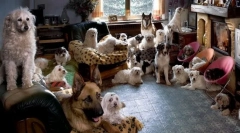 Cum de a închiria un apartament dacă aveți mai multe animale de companie